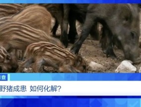 160斤野猪“狂飙”，毁物伤人！多地频现野猪进城致害事件！《财经调查》直击→