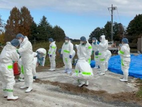 日本禽流感疫情蔓延 多地紧急扑杀鸡只